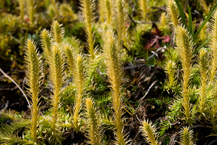 Lycopodiella inundata / Licopodio inondato